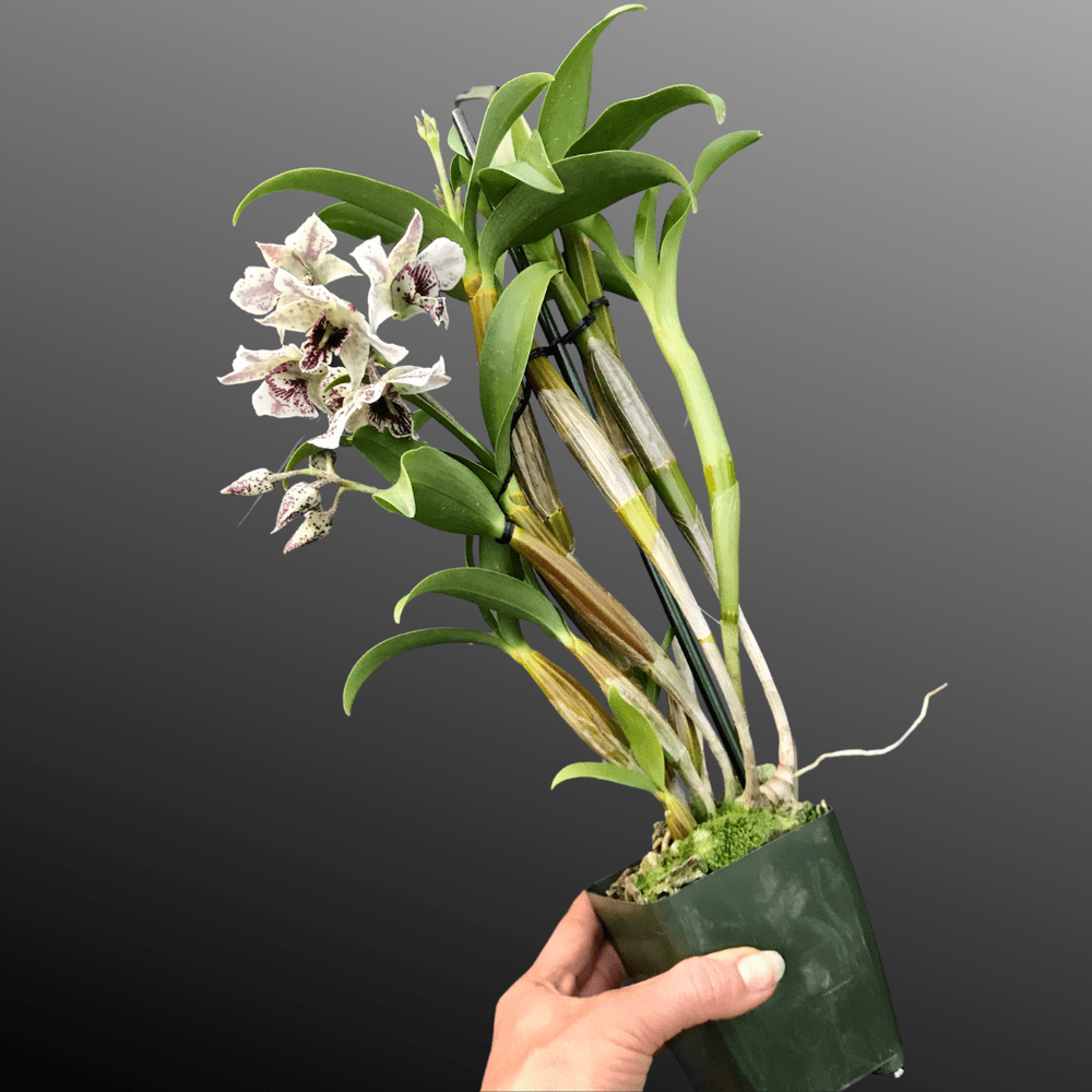トロピ苗 サンガ Den. Roy Tokunaga — Palmer Orchids